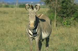 Zebra in Kenya Safari