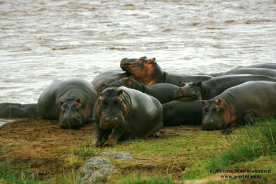 Hippos-in-maasai-mara