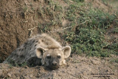 hyena- in-maasai-mara