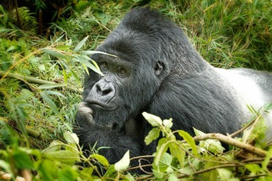 Gorilla's in Uganda