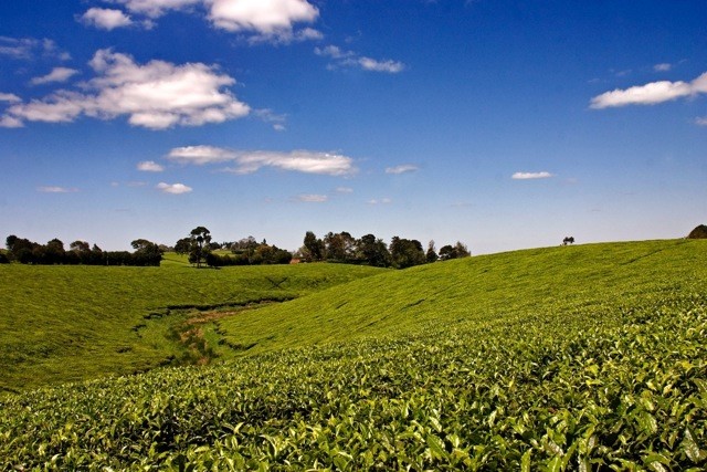 Tea Fields in Africa
