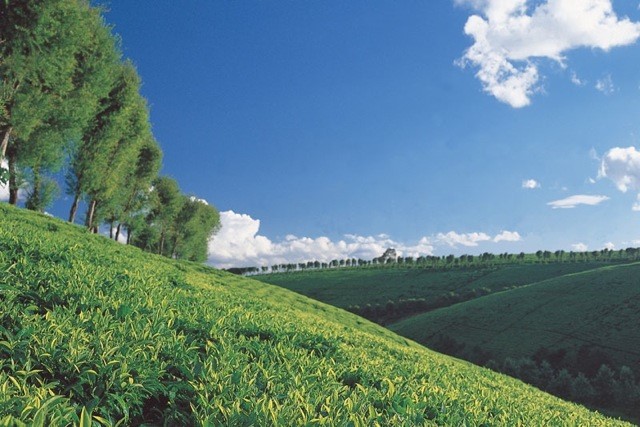 Tea Fields in Kenya