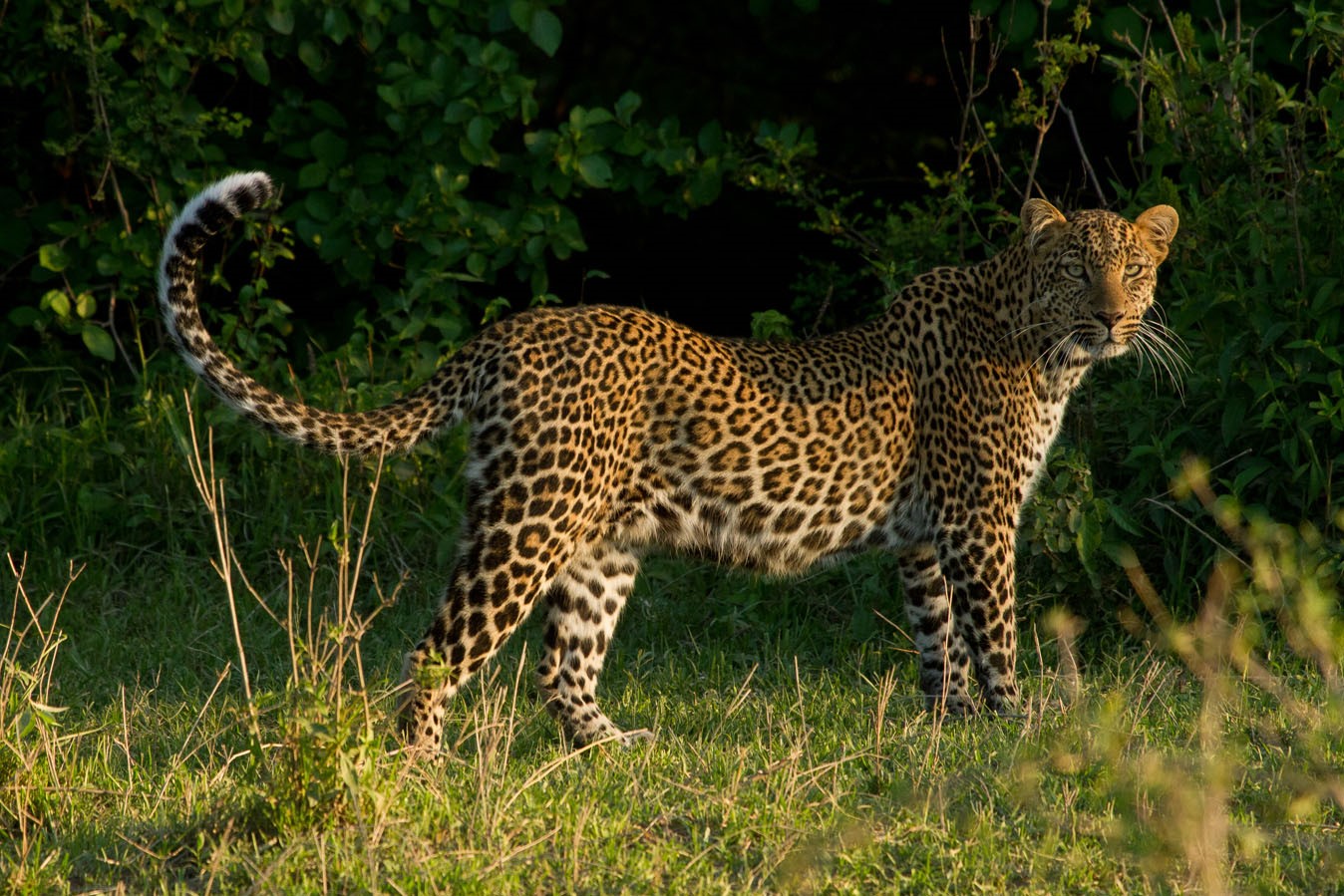 Wildlife Safaris in Kenya
