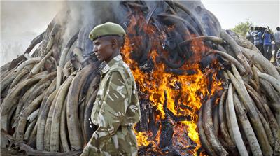 Kenya Wildlife Service: Ivory Burning March 2015
