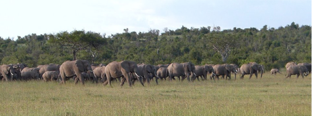 Counteracting poaching in Kenya 