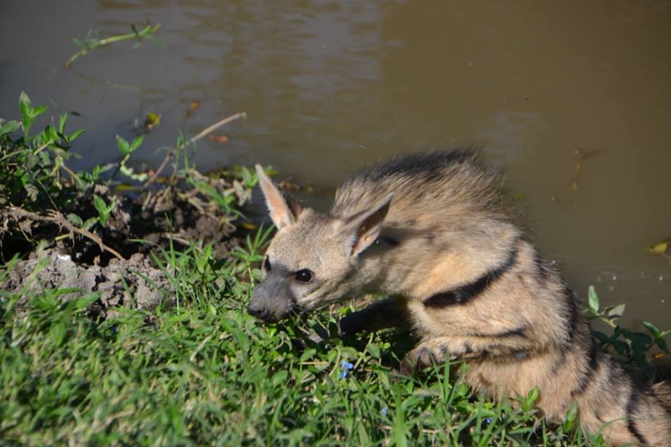 Aardwolf by PLC Manager Jimmy Lemara