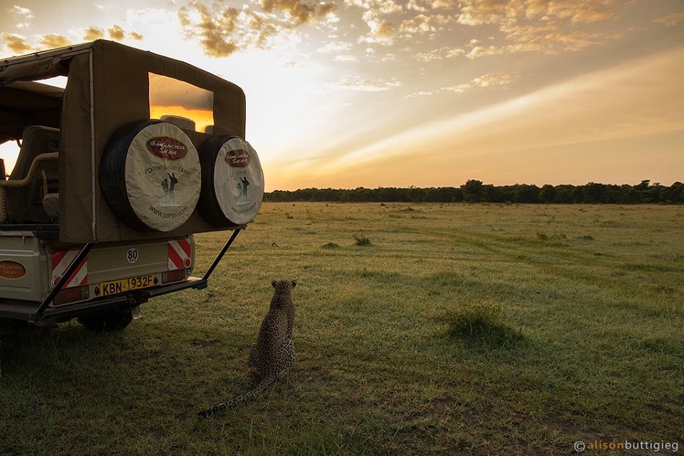 The Right Way (and Wrong Way) to Take an African Safari