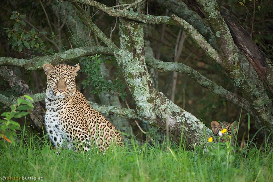 Leopard and cub in Kenya