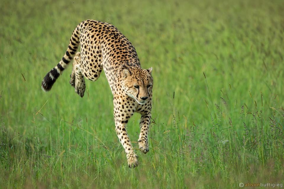 Cheetah in Olare Motorogi Conservancy by Porini Lion Camp guest Alison Buttigieg