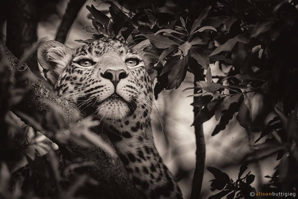 Leopard in Olare Motorogi Conservancy by Porini Lion Camp guest Alison Buttigieg