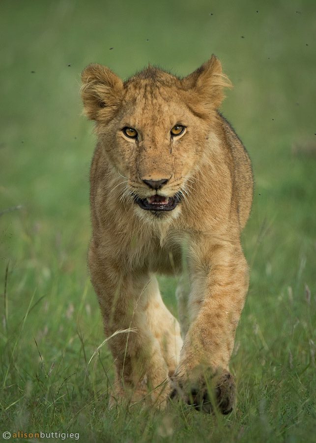 Resident lion of Olare Motorogi Conservancy by Porini Lion Camp guest Alison Buttigieg