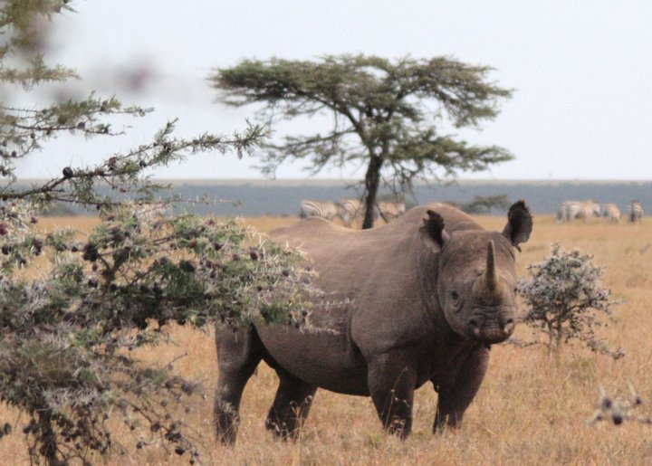 Black rhino by Philip Edwards Ol Pejeta