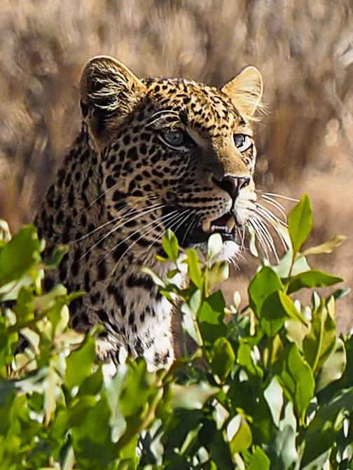 Leopard near PRC by Kathy Phipps