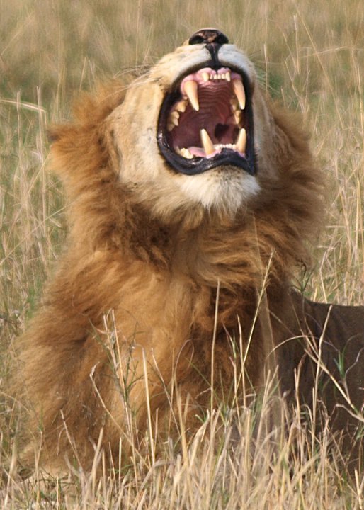 Lion nr PLC by Philip Edwards