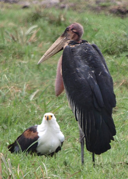 Marabou Stork and Fish Eagle Amb NP by Philip Edwards