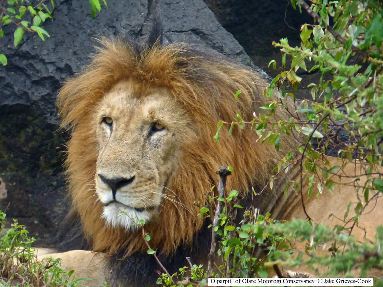 Lion in Olare Motorogi Conservancy Kenya