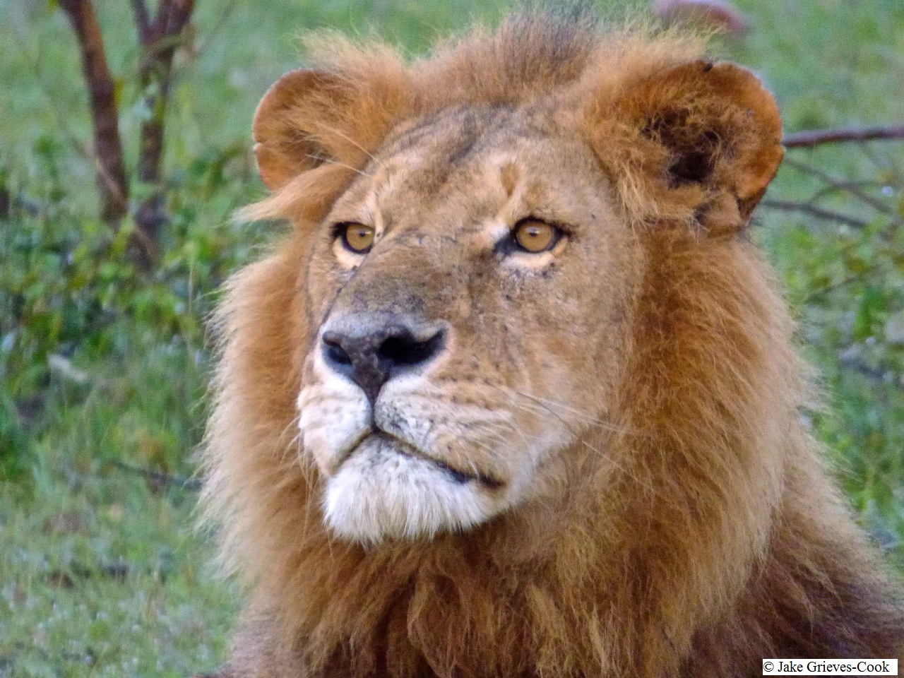 Lion near Porini Safari Camp Kenya