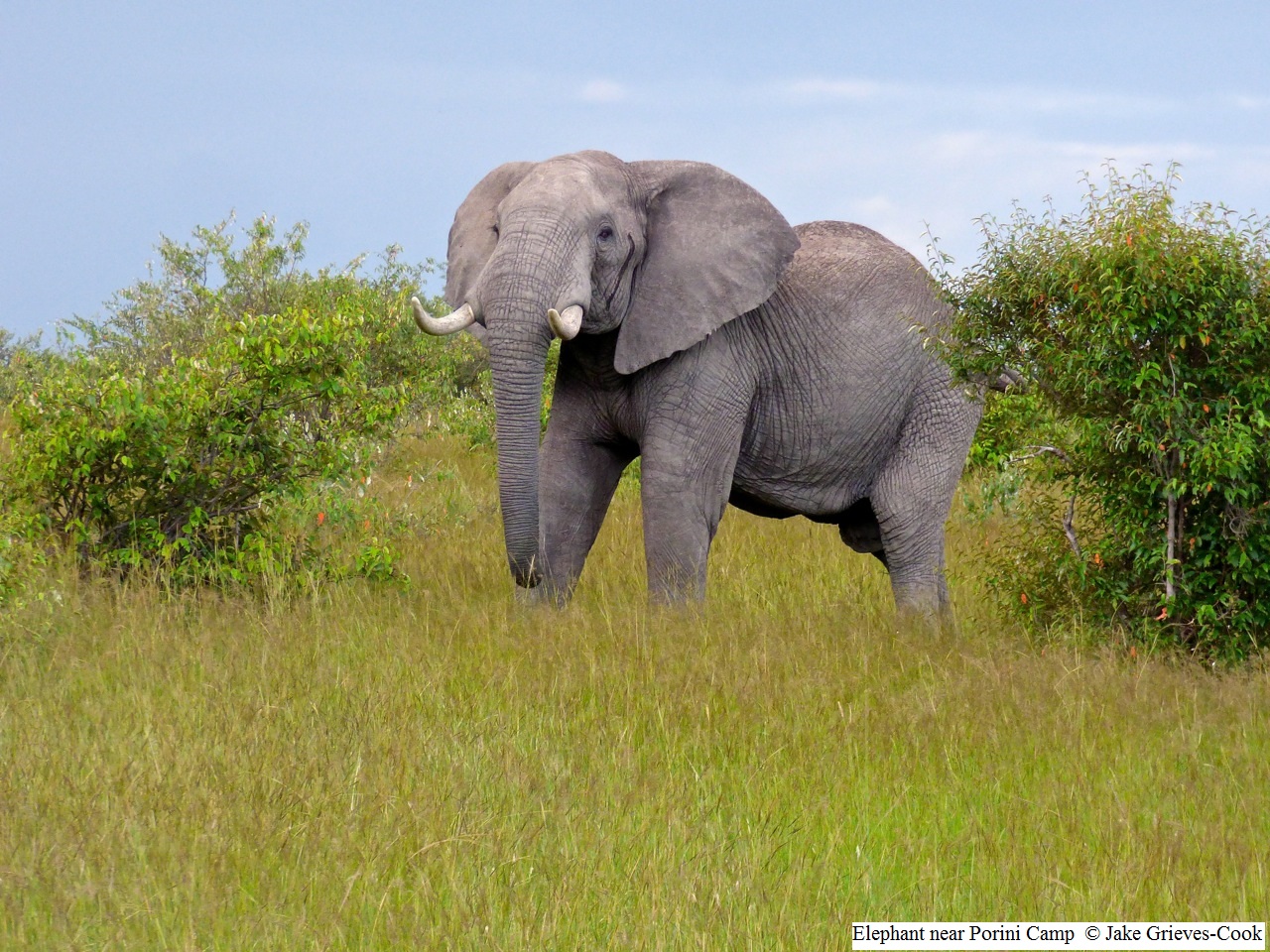 Elephant near Porini Safari Camp Kenya