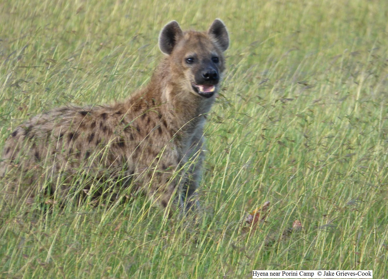 Hyena near Porini Safari Camp Kenya
