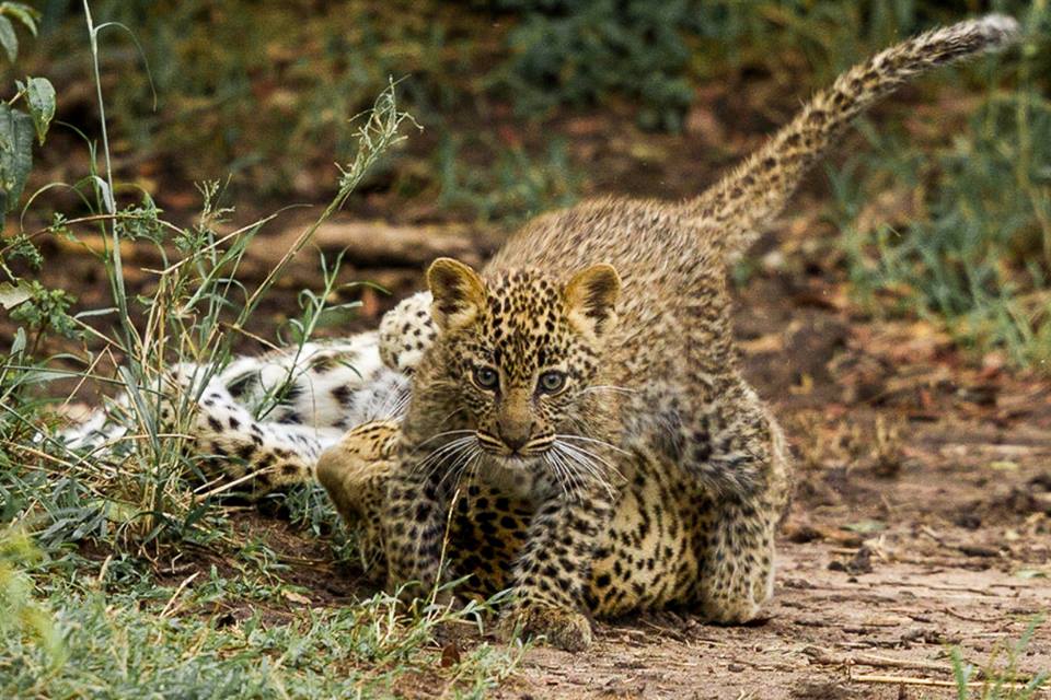 "Porini" a leopard born near Tent 3 at Porini Lion Camp - image by Swati & Siddharth Ramaswamy