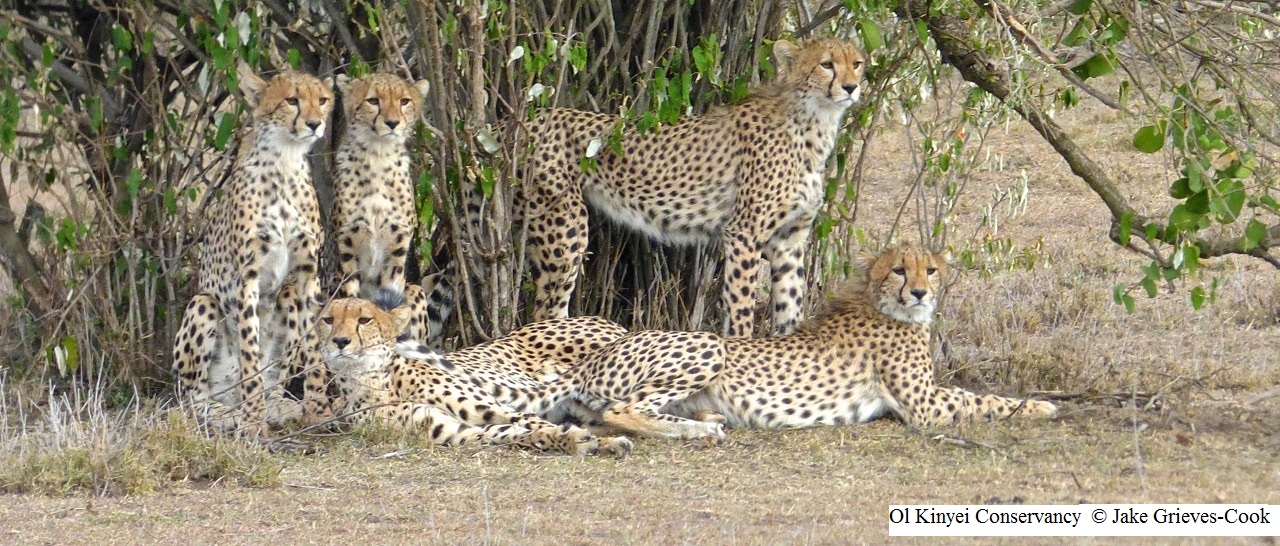 Cheetahs of Ol Kinyei