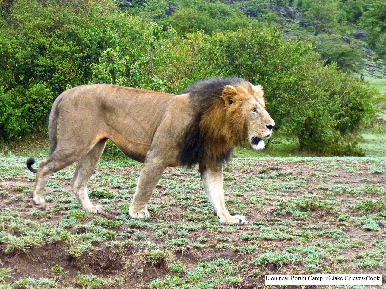 Lion near Porini Camp