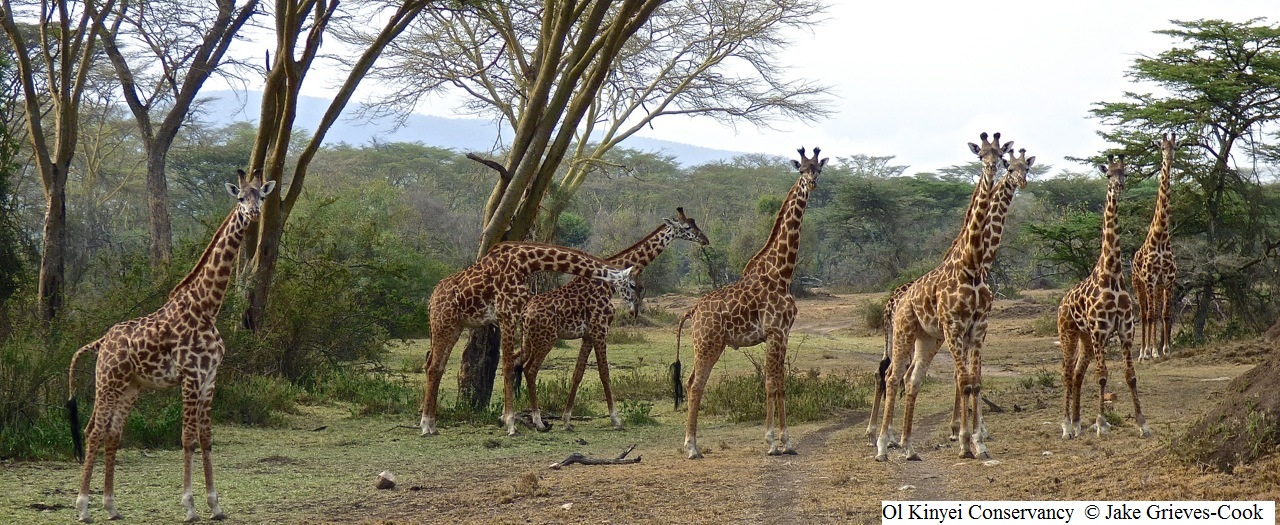 Giraffes of ol kinyei