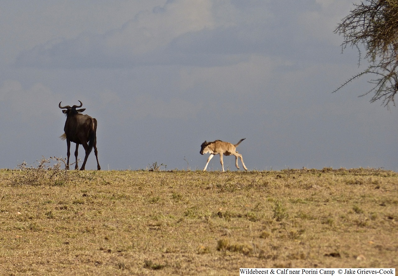 Wildebeest & Calf near Porini Safari Camp Kenya