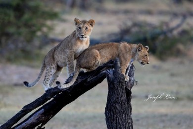 Lion Cubs by Joseph Lam