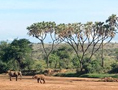 Samburu Reserve