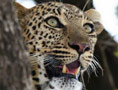 Maasai Mara Big Cat Safari