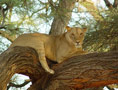 Lion Research Safari