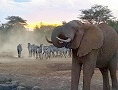 Amboseli & Selenkay Camps