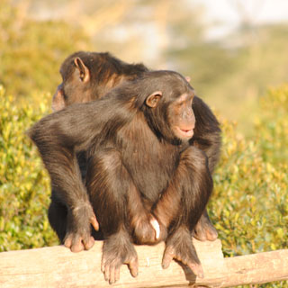 Chimpanzee Sanctuary