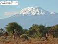 Amboseli & Selenkay