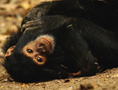Tanzania Chimpanzee Wilderness Safari