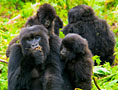 7 Day Rwanda Gorillas & Rainforest Safari