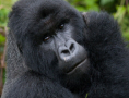 4 Days Mountain Gorillas of Bwindi