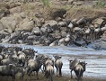 Great Migration Special Offers