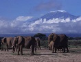 Great Value Kenya Safaris by Road
