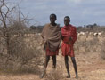 Maasai Boys Herd Sheep