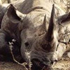 rhino-dozing