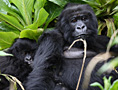 Rwanda Parks and Attractions