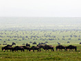 Tarangire, Crater & Serengeti Safari