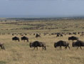 Wildebeest Struggle for Survival