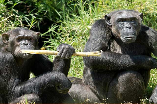 Monkeys In Kenya 1 Safari Holidays With Gamewatchers Safaris