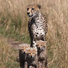 cheetah photo
