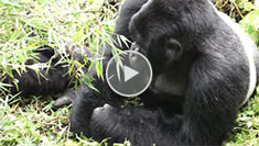 Video on the Gorillas of Rowanda