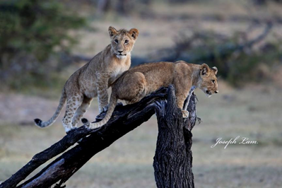 lion cubs by guest Joseph Lam