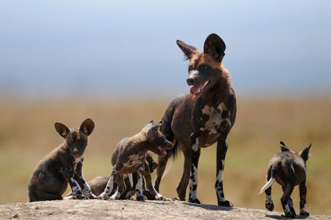Wild dogs in Ol Pejeta Conservancy